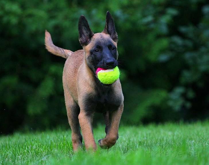 Malinois Hiro billede 9