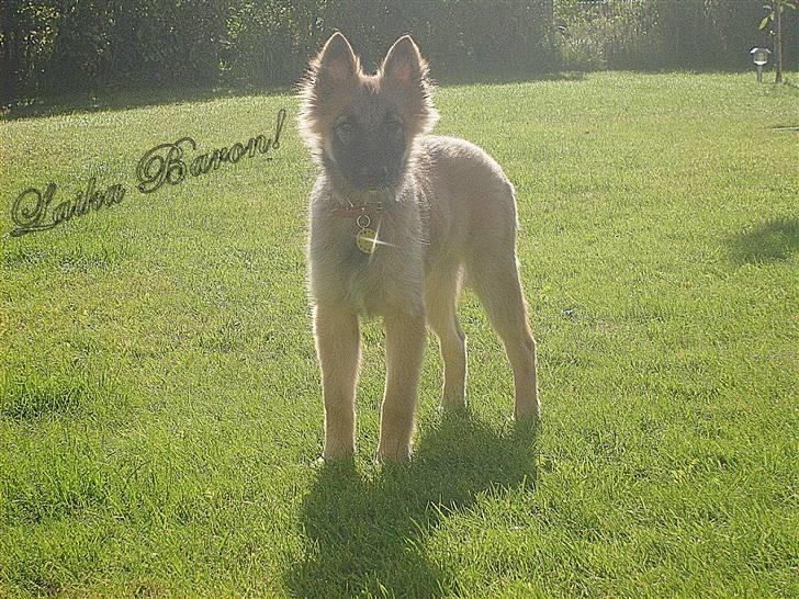 Blanding af racer Laika - Laika Baron billede 13