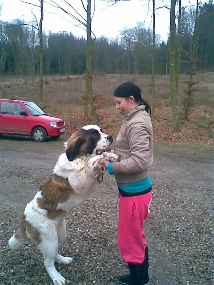 Sankt bernhardshund Bamse<3 Aflivet ):  - Velkommen til Bamse´s profil!<3 billede 1