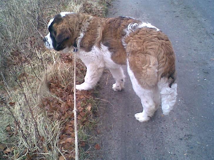 Sankt bernhardshund Bamse<3 Aflivet ):  billede 3
