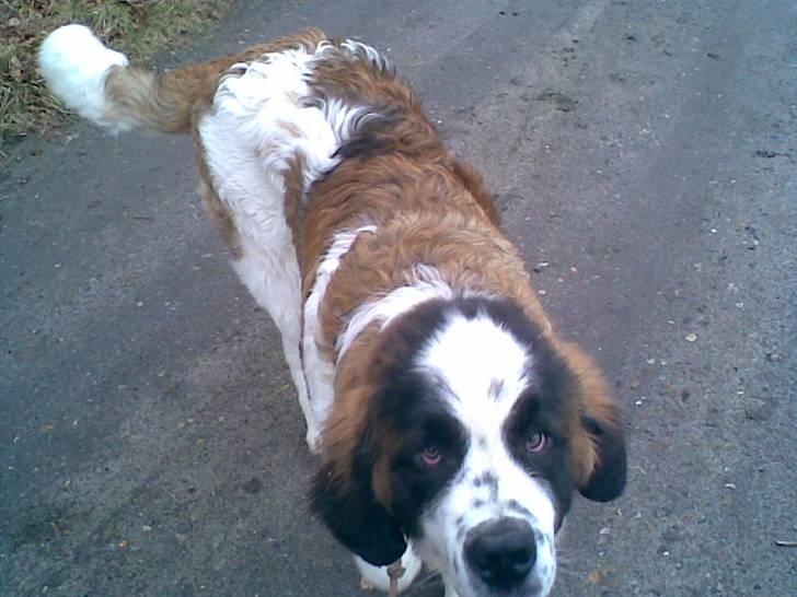 Sankt bernhardshund Bamse<3 Aflivet ):  billede 4