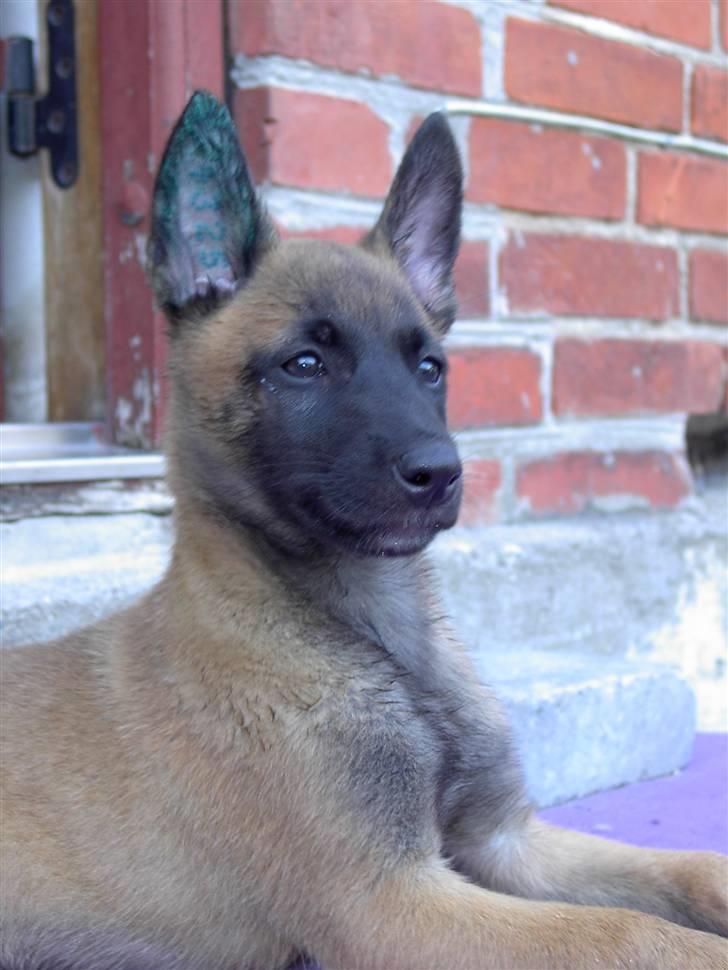 Malinois Hiro billede 10