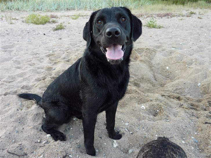 Labrador retriever Jeiko (Formel 1) billede 14