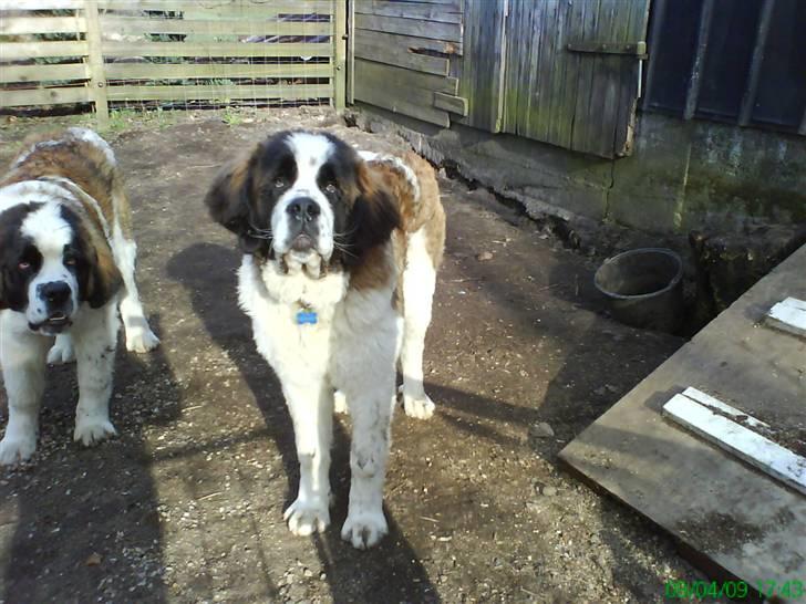 Sankt bernhardshund Bamse<3 Aflivet ):  billede 6