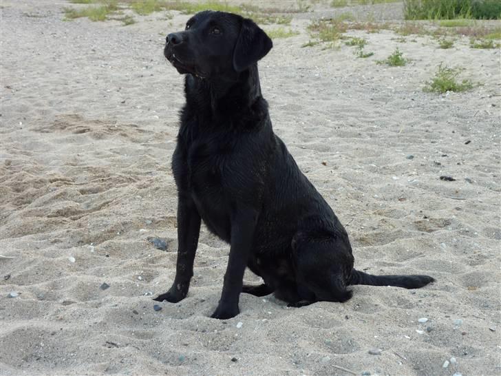 Labrador retriever Jeiko (Formel 1) billede 15