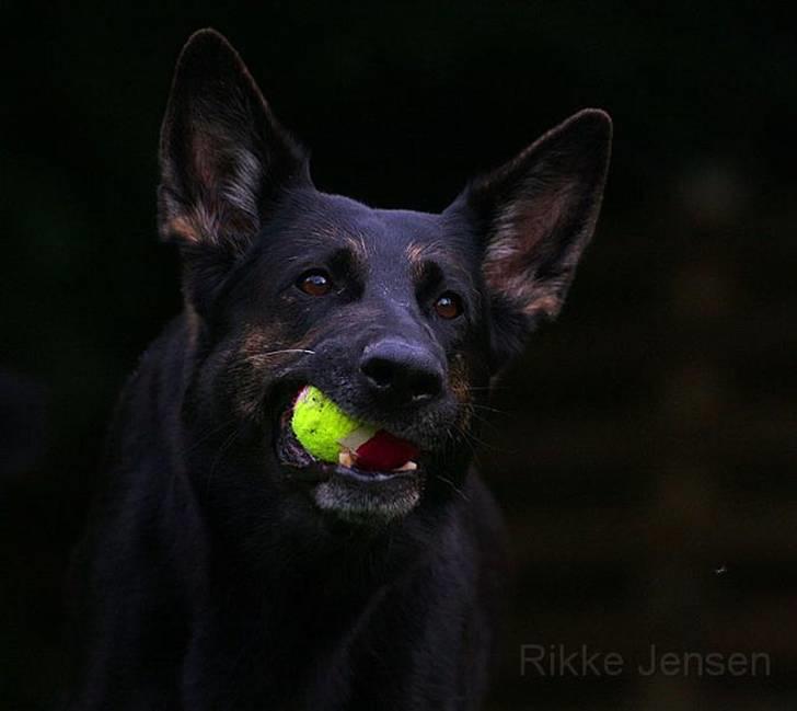 Schæferhund Ezra *RIP* billede 17
