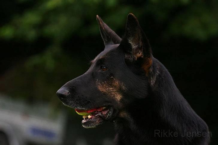 Schæferhund Ezra *RIP* billede 18