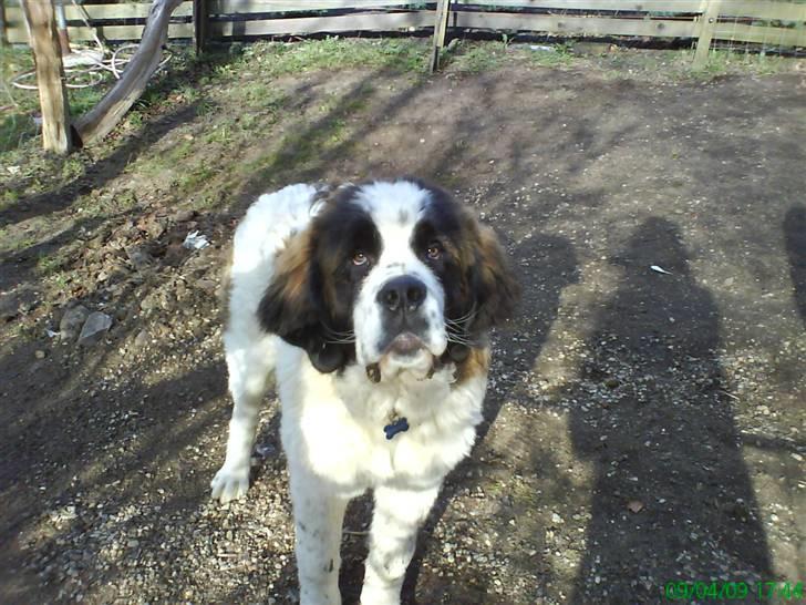 Sankt bernhardshund Bamse<3 Aflivet ):  billede 9
