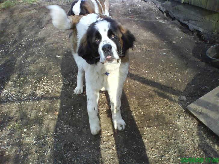Sankt bernhardshund Bamse<3 Aflivet ):  billede 10
