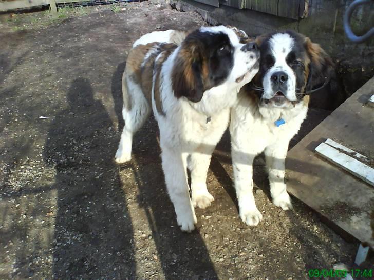 Sankt bernhardshund Bamse<3 Aflivet ):  billede 11