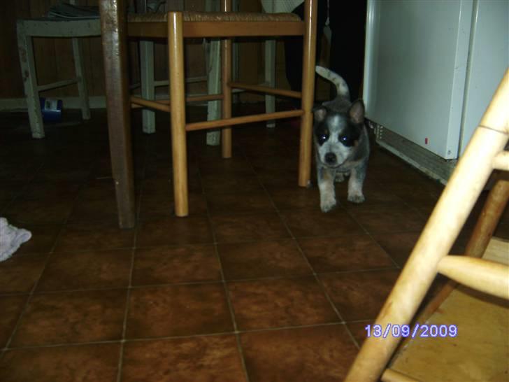 Australsk cattledog Pepsi - Pepsi der vi hentede hende hos min mor.. billede 2