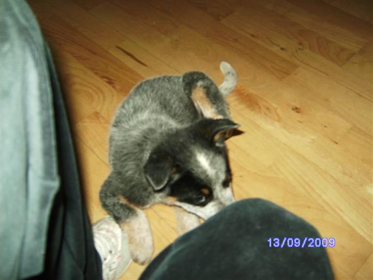 Australsk cattledog Pepsi - Lille Pepsi  billede 3