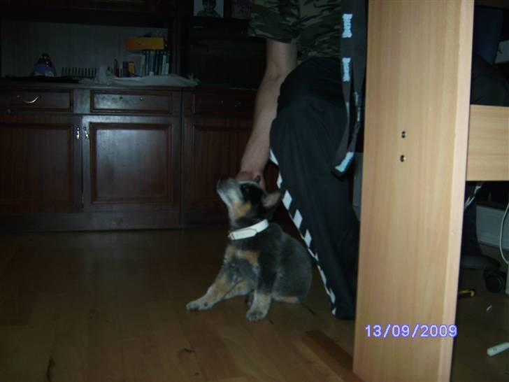 Australsk cattledog Pepsi - Luksaz klor pepsi og han nyder det billede 4