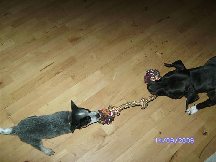 Australsk cattledog Pepsi - Pepsi og kelly leger billede 5