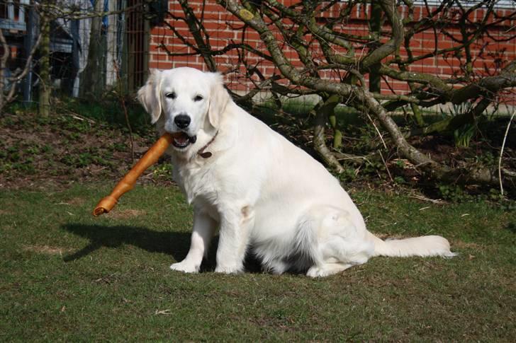 Golden retriever Balto billede 9