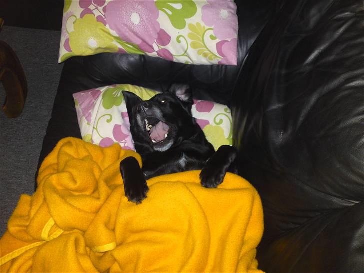 Blanding af racer gigi billede 19