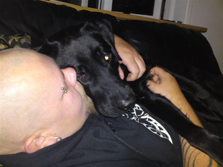 Blanding af racer bandit billede 17