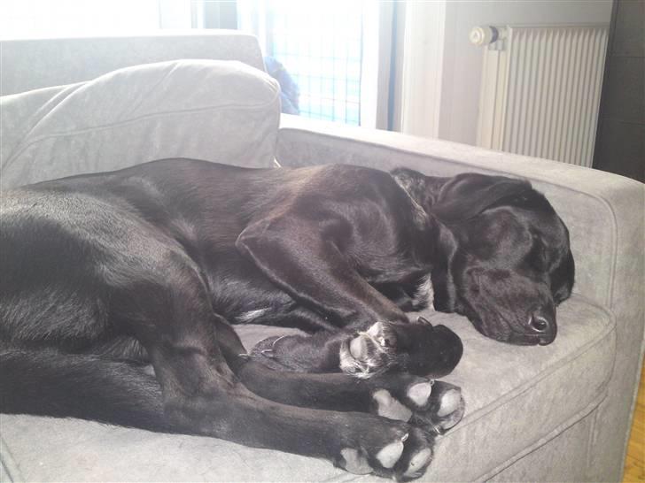 Blanding af racer bandit billede 18