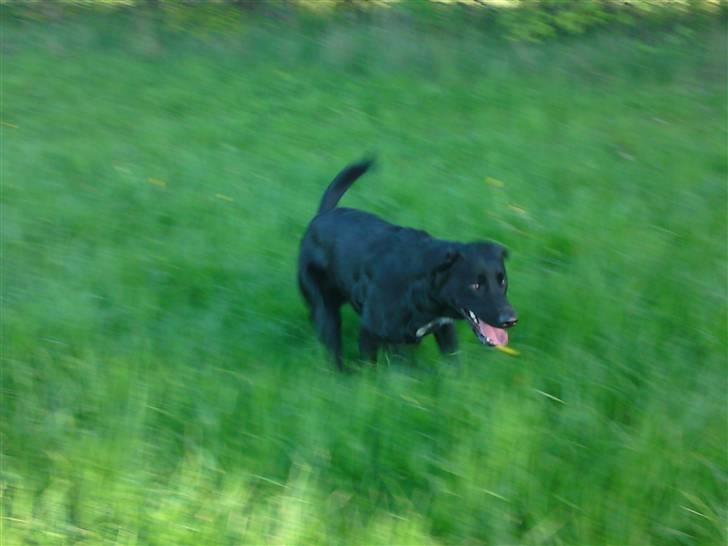 Blanding af racer bandit billede 19