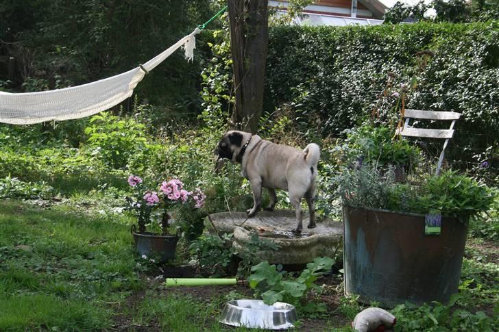 Mops Egon Olsen( udstationeret) - Fodbad i fuglebadet billede 18