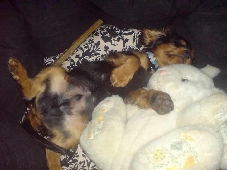 Cavalier king charles spaniel (Souvinier's) Charlie billede 4