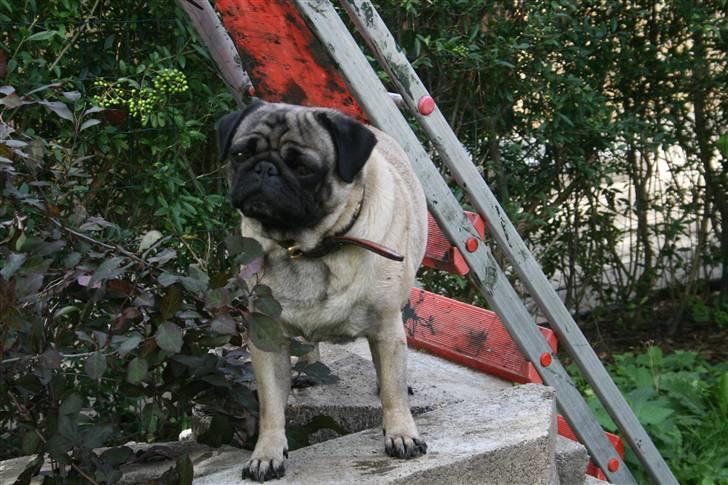 Mops Egon Olsen( udstationeret) - De dufter godt.. billede 19