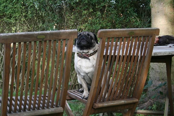 Mops Egon Olsen( udstationeret) - Helle billede 20