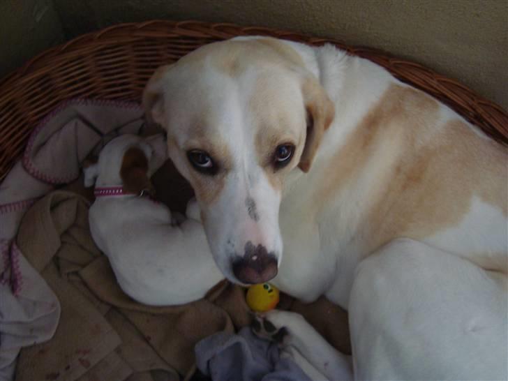 Blanding af racer Nala billede 17