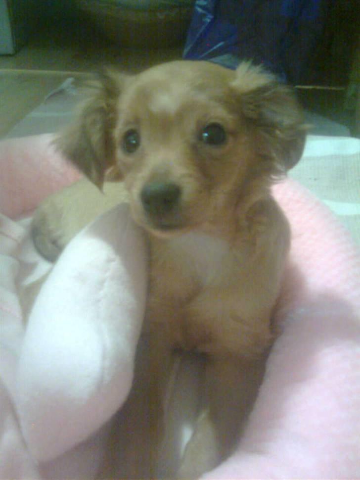 Blanding af racer Maja'pigen (Tereses) billede 1