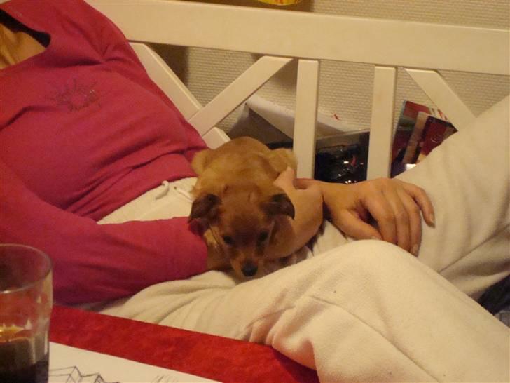 Blanding af racer Maja'pigen (Tereses) billede 2