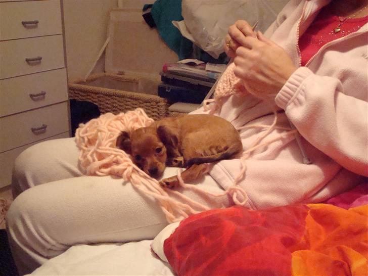 Blanding af racer Maja'pigen (Tereses) billede 3