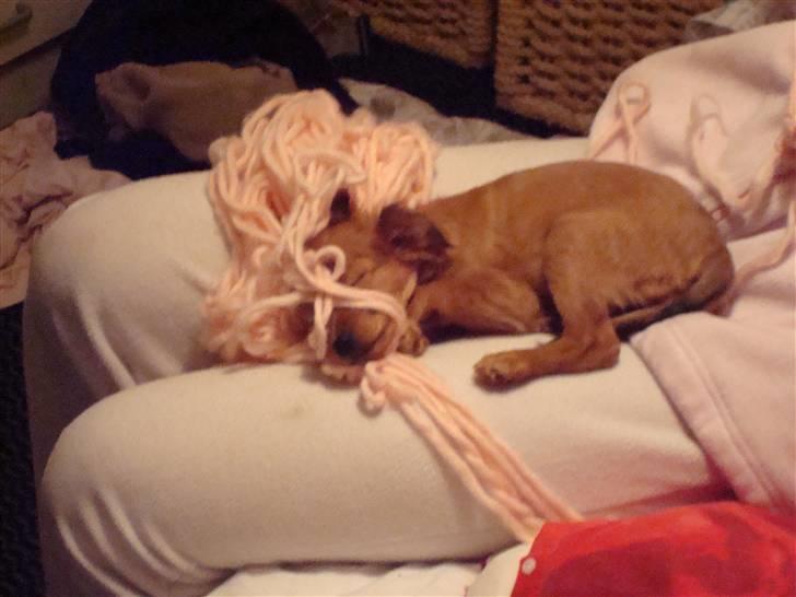 Blanding af racer Maja'pigen (Tereses) billede 4