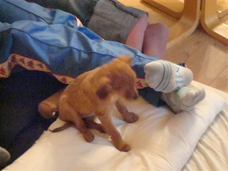 Blanding af racer Maja'pigen (Tereses) billede 5