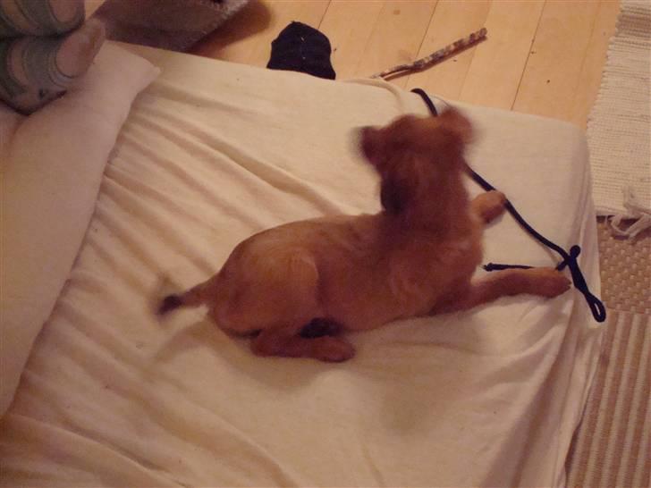 Blanding af racer Maja'pigen (Tereses) billede 6