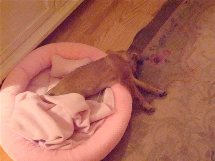 Blanding af racer Maja'pigen (Tereses) billede 7