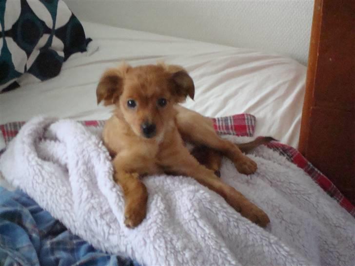 Blanding af racer Maja'pigen (Tereses) billede 8