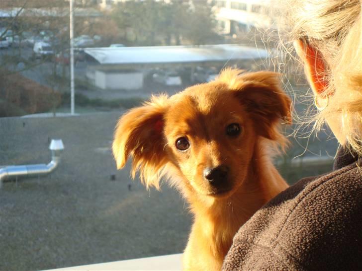 Blanding af racer Maja'pigen (Tereses) billede 9