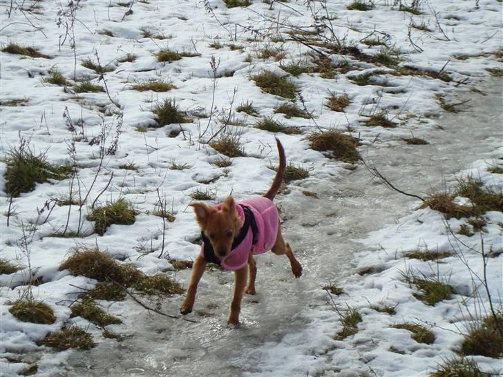 Blanding af racer Maja'pigen (Tereses) billede 10