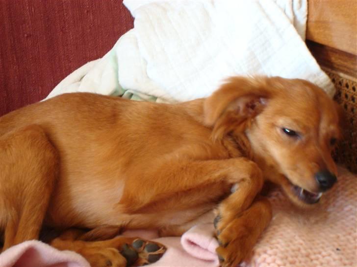 Blanding af racer Maja'pigen (Tereses) billede 11