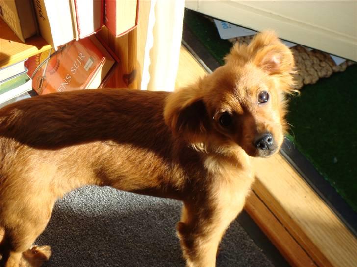 Blanding af racer Maja'pigen (Tereses) billede 12