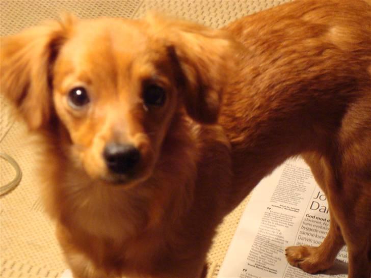 Blanding af racer Maja'pigen (Tereses) billede 13