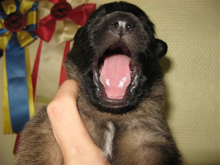 Tervueren  Susmik´s Jill v/Tiene billede 6