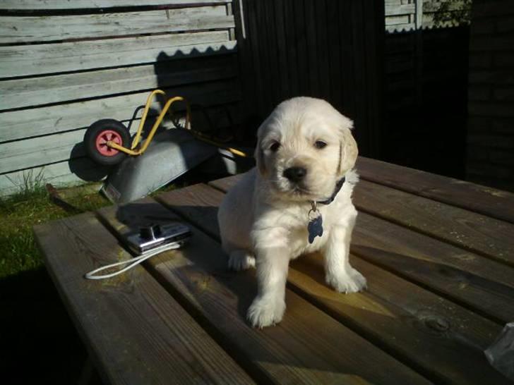 Golden retriever BALOU - er jeg ikke fin.. det synes min mad mor og far.. ja ja billede 6