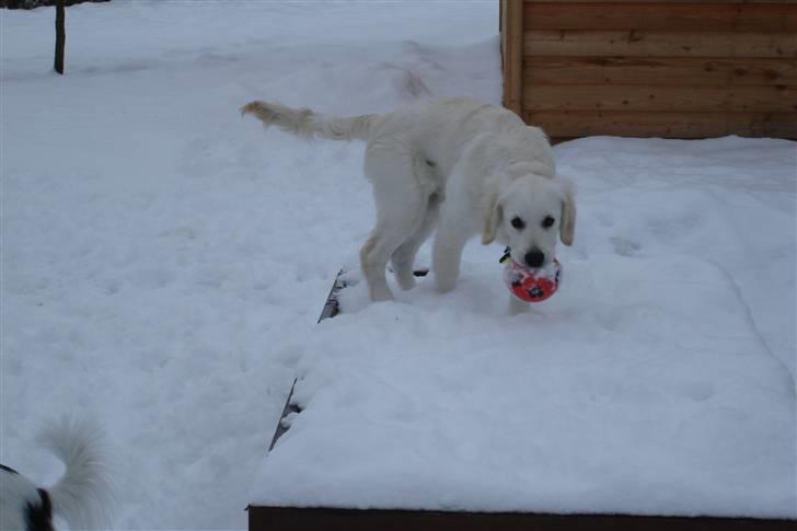 Golden retriever BALOU - det er godt med noget sne ja ja.det kan jeg godt lide billede 7