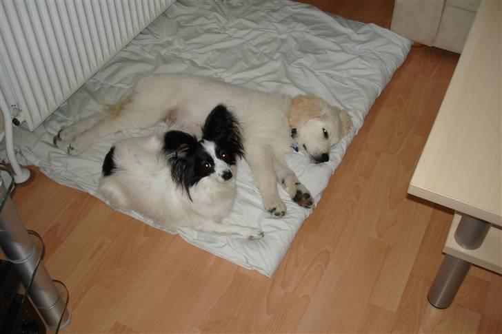 Golden retriever BALOU - jeg er godt nok træt nu...ZZZZ billede 8