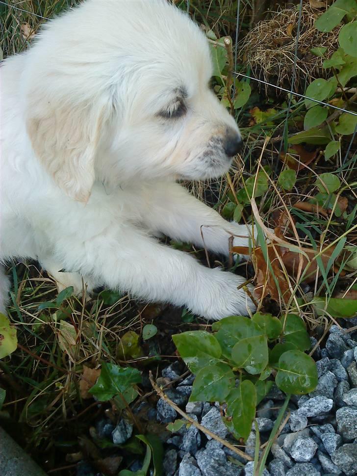 Golden retriever BALOU - der er noget der er meget spændende her  billede 9