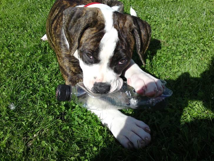 Amerikansk bulldog HardRok'Bull's Bonita RIP billede 9