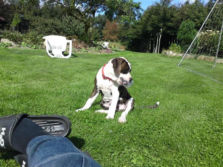 Amerikansk bulldog HardRok'Bull's Bonita RIP - Dejligt med noget sol (: billede 10