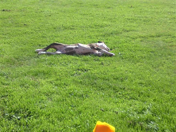 Amerikansk bulldog HardRok'Bull's Bonita RIP - Dejligt med noget sol (: billede 11