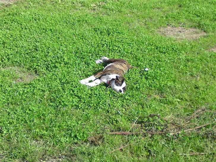 Amerikansk bulldog HardRok'Bull's Bonita RIP - Dejligt med noget sol (: billede 12